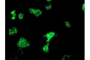 Anti-OXNAD1 mouse monoclonal antibody (ABIN2454736) immunofluorescent staining of COS7 cells transiently transfected by pCMV6-ENTRY OXNAD1 (RC203565). (OXNAD1 anticorps)