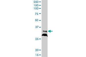 RPIA MaxPab polyclonal antibody.