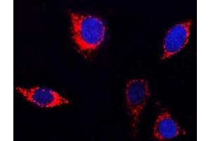 IF analysis of PITRM1 using anti-PITRM1 antibody (ABIN7601336). (PITRM1 anticorps  (AA 33-1037))