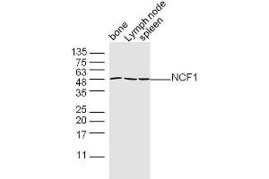 NCF1 anticorps  (AA 151-250)