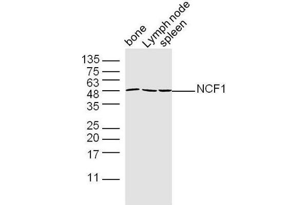 NCF1 anticorps  (AA 151-250)