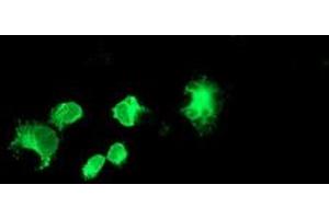 Anti-FOLH1 mouse monoclonal antibody (ABIN2455685) immunofluorescent staining of COS7 cells transiently transfected by pCMV6-ENTRY FOLH1 (RC218310). (PSMA anticorps)
