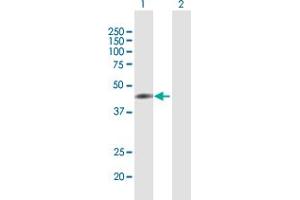 Western Blot analysis of T expression in transfected 293T cell line by T MaxPab polyclonal antibody. (T Brachyury Protein (AA 1-377) anticorps)
