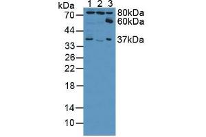 Figure. (Ezrin anticorps  (AA 1-295))