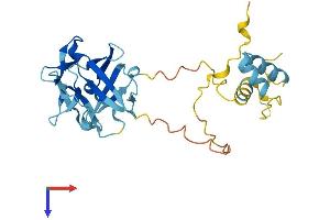 AlphaFold protein structure predicition of Human Recombinant FRG1 Protein, UniprotID Q14331