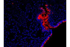Image no. 1 for anti-RELM alpha antibody (ABIN465191) (RELM alpha anticorps)