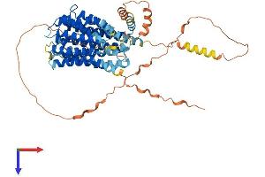AlphaFold protein structure predicition of Human Recombinant SLC19A1 Protein, UniprotID P41440