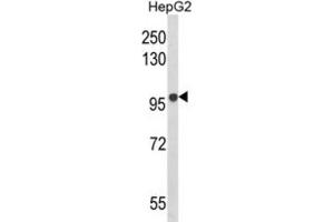 Western Blotting (WB) image for anti-B-Cell Scaffold Protein with Ankyrin Repeats 1 (BANK1) antibody (ABIN3003860) (BANK1 anticorps)