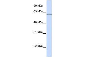 ITFG1 antibody used at 1 ug/ml to detect target protein. (ITFG1 anticorps  (N-Term))