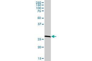 RPA2 MaxPab polyclonal antibody. (RPA2 anticorps  (AA 1-270))