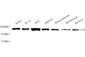 Western blot analysis of C23 (ABIN7074906) at dilution of 1: 1000 (Nucleolin anticorps)