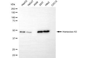 Western blotting analysis using homeobox A3 antibody (ABIN7798989).