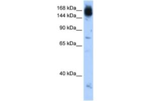 Western Blotting (WB) image for anti-Non-SMC Condensin I Complex, Subunit D2 (NCAPD2) antibody (ABIN2462956) (NCAPD2 anticorps)