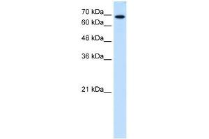 Ribophorin II antibody used at 0. (Ribophorin II anticorps  (N-Term))