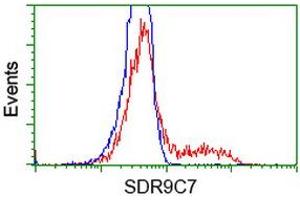Flow Cytometry (FACS) image for anti-Short Chain Dehydrogenase/reductase Family 9C, Member 7 (SDR9C7) antibody (ABIN1500840)