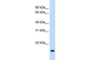 Western Blotting (WB) image for anti-Regulator of G-Protein Signaling 2 (RGS2) antibody (ABIN2462639) (RGS2 anticorps)