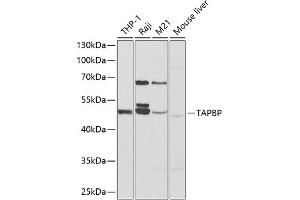 Western blot analysis of extracts of various cell lines, using TAPBP antibody (ABIN6132744, ABIN6148847, ABIN6148849 and ABIN6217320) at 1:1000 dilution. (TAPBP anticorps  (AA 30-260))