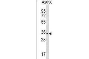 OR2T35 Antibody (C-term) (ABIN1537081 and ABIN2838101) western blot analysis in  cell line lysates (35 μg/lane). (OR2T35 anticorps  (C-Term))