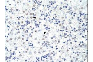 Image no. 1 for anti-Heterogeneous Nuclear Ribonucleoprotein L (HNRNPL) (AA 281-330) antibody (ABIN203218)