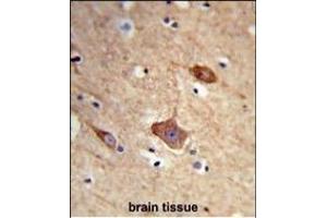 Formalin-fixed and paraffin-embedded human brain tissue reacted with NXPH1 Antibody (N-term), which was peroxidase-conjugated to the secondary antibody, followed by DAB staining.