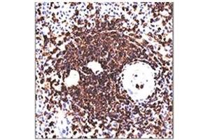IHC testing of human spleen stained with 158-4D3 mAb. (CD45RA anticorps)