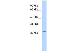 RP11-529I10. (DPCD anticorps  (N-Term))