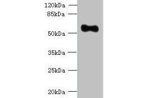 Western blot All lanes: OSGIN2 antibody at 0. (OSGIN2 anticorps  (AA 1-250))