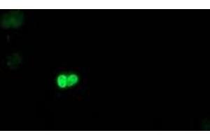 Image no. 2 for anti-Polymerase (RNA) II (DNA Directed) Polypeptide E, 25kDa (POLR2E) antibody (ABIN1500335) (POLR2E anticorps)
