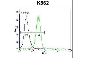 Flow cytometric analysis of K562 cells (right histogram) compared to a negative control cell (left histogram). (UAP1L1 anticorps  (N-Term))