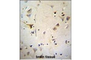 AGBL5 Antibody (N-term) (ABIN655730 and ABIN2845177) immunohistochemistry analysis in formalin fixed and paraffin embedded human brain tissue followed by peroxidase conjugation of the secondary antibody and DAB staining.