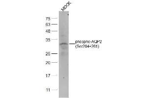 Dog MDCK lysates probed with phospho-AQP2(Ser264+261) Polyclonal Antibody, Unconjugated  at 1:2000 dilution and 4˚C overnight incubation. (AQP2 anticorps  (pSer261, pSer264))