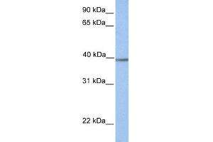 WB Suggested Anti-AMT Antibody Titration: 0. (Aminomethyltransferase anticorps  (N-Term))