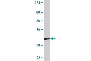 Western Blot detection against Immunogen (36.