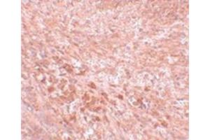 Immunohistochemical staining of mouse kidney tissue with SEC16B polyclonal antibody  at 5 ug/mL dilution. (SEC16B anticorps  (C-Term))