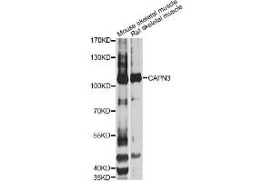 Western blot analysis of extracts of various cell lines, using CAPN3 Antibody (ABIN1871434) at 1:1000 dilution. (Calpain 3 anticorps)