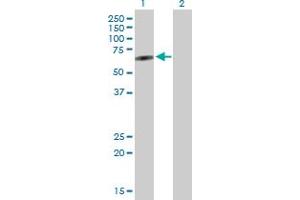 Western Blot analysis of PLEKHO2 expression in transfected 293T cell line by PLEKHO2 MaxPab polyclonal antibody.