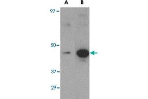Western blot analysis of (A) 5 ng and (B) 25 ng of recombinant Hemagglutinin with Hemagglutinin monoclonal antibody, clone 1E6A7  at 1 ug/mL . (Hemagglutinin anticorps  (Internal Region))
