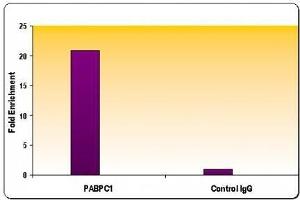 RNA pol II CTD phospho Ser5 antibody tested by ChIP analysis. (Rpb1 CTD anticorps  (pSer5, Ser5))