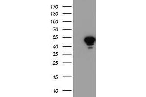 Western Blotting (WB) image for anti-N-Acyl Phosphatidylethanolamine phospholipase D (NAPEPLD) antibody (ABIN1499647) (NAPEPLD anticorps)