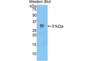 Western Blotting (WB) image for anti-Apoptotic Peptidase Activating Factor 1 (APAF1) (AA 872-1135) antibody (ABIN1858034)