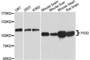 Western blot analysis of extracts of HEK-293 cell line, using PIDD antibody.