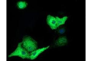 Anti-TACC3 mouse monoclonal antibody (ABIN2453829) immunofluorescent staining of COS7 cells transiently transfected by pCMV6-ENTRY TACC3 (RC210754). (TACC3 anticorps)