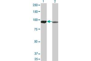 Western Blot analysis of AMPD2 expression in transfected 293T cell line by AMPD2 monoclonal antibody (M01), clone 2F5. (AMPD2 anticorps  (AA 86-185))