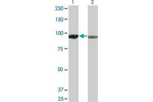 Western Blot analysis of AMPD2 expression in transfected 293T cell line by AMPD2 monoclonal antibody (M01), clone 2F5.