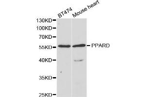 Western blot analysis of extracts of various cell lines, using PPARD antibody (ABIN5973301) at 1/1000 dilution. (PPARD anticorps)