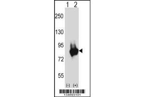 Western blot analysis of Prkd3 using rabbit polyclonal Mouse Prkd3 Antibody using 293 cell lysates (2 ug/lane) either nontransfected (Lane 1) or transiently transfected (Lane 2) with the Prkd3 gene. (PRKD3 anticorps  (N-Term))