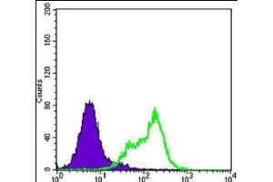 Flow cytometric analysis of HeLa cells using THAP11 monoclonal antobody, clone 3F3  (green) and negative control (purple). (THAP11 anticorps)