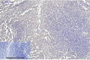 Immunohistochemical analysis of paraffin-embedded human tonsil tissue. (Cytochrome C anticorps)