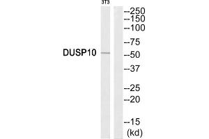 Western Blotting (WB) image for anti-Dual Specificity Phosphatase 10 (DUSP10) (C-Term) antibody (ABIN1852537) (DUSP10 anticorps  (C-Term))