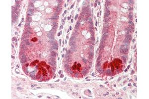 Anti-DPY19L1 antibody IHC staining of human small intestine.
